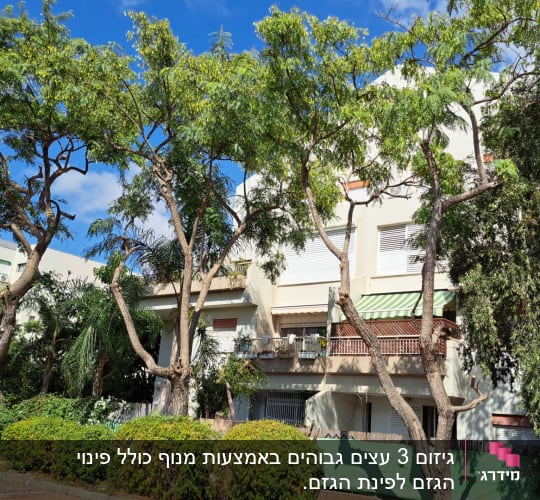 עצים גזומים ליד בניין מגורים